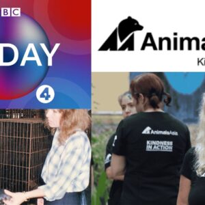 Animals Asia on BBC Radio 4 Today